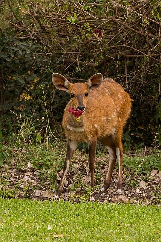 114 Zuid-Afrika, Sabi Sand Game Reserve, bosbok.jpg